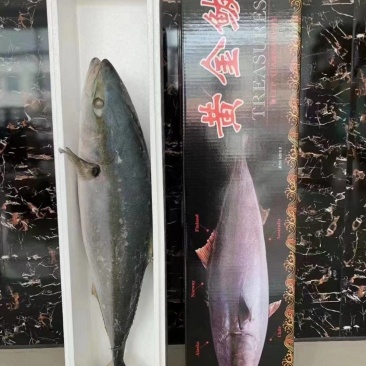 深海黄金大鲅鱼6-22斤都有现货，精美礼盒加泡沫盒发货