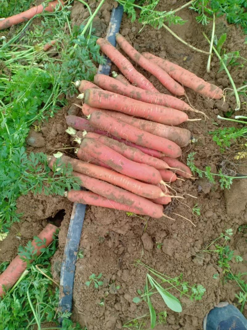 陕西大荔基地胡萝卜正在热卖中，一手货源，价格美丽……
