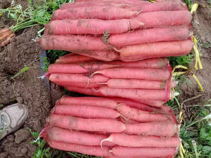 陕西大荔基地胡萝卜正在热卖中，一手货源，价格美丽……
