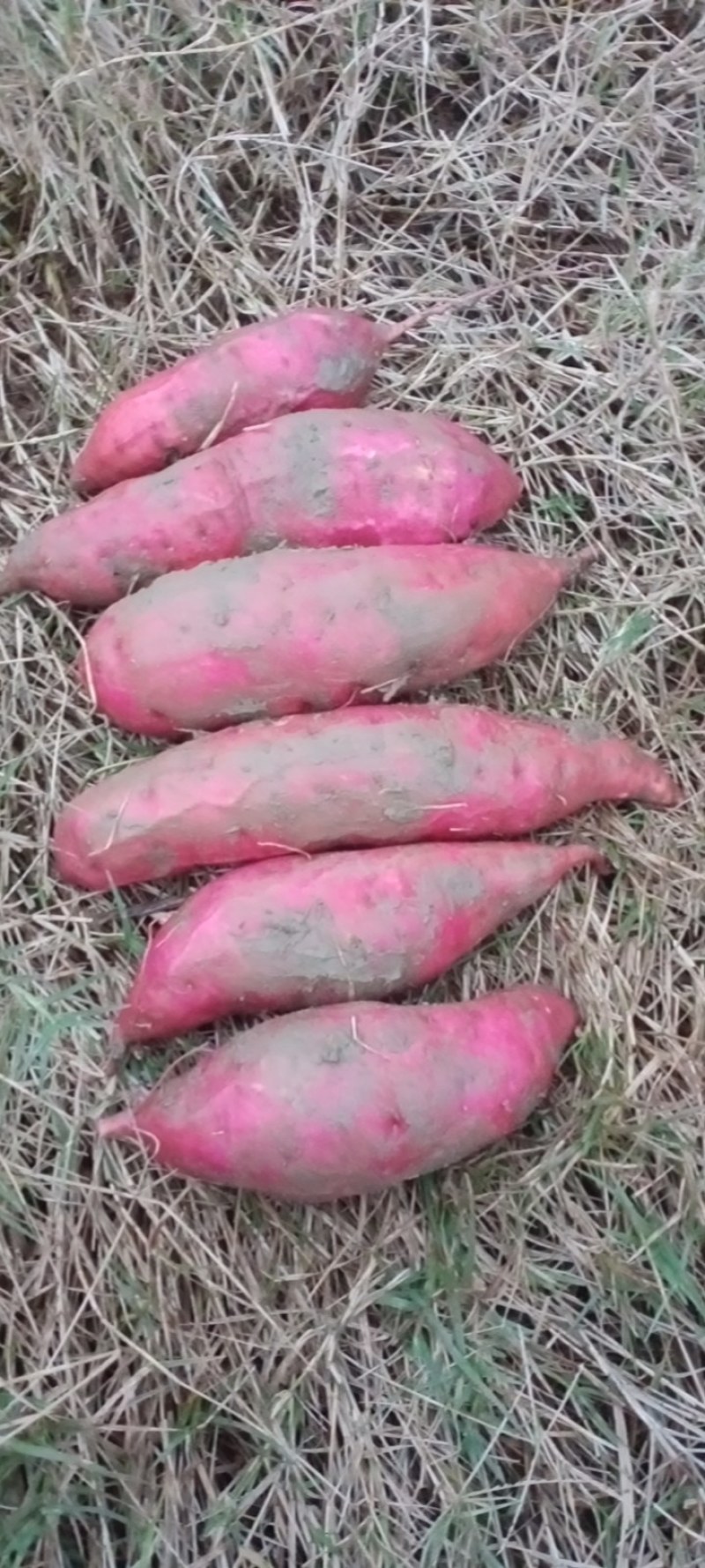 西瓜红，广东红薯，大量上市，需要联系，量大从优