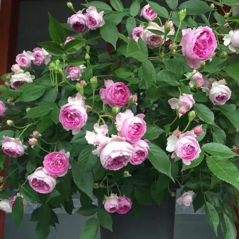 玛姬婶婶月季花苗多季开花植物浓香勤花阳台盆栽庭院灌木玫瑰