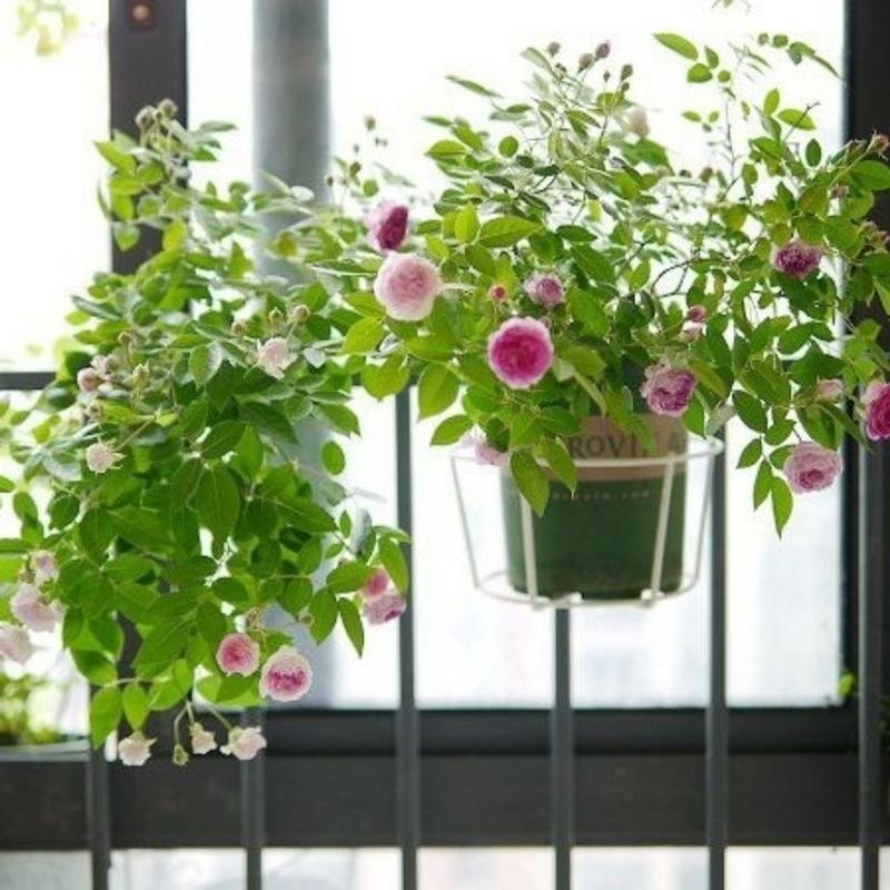 玛姬婶婶月季花苗多季开花植物浓香勤花阳台盆栽庭院灌木玫瑰