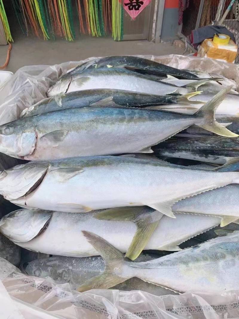 深海黄金大鲅鱼6-22斤都有现货，精美礼盒加泡沫盒发货