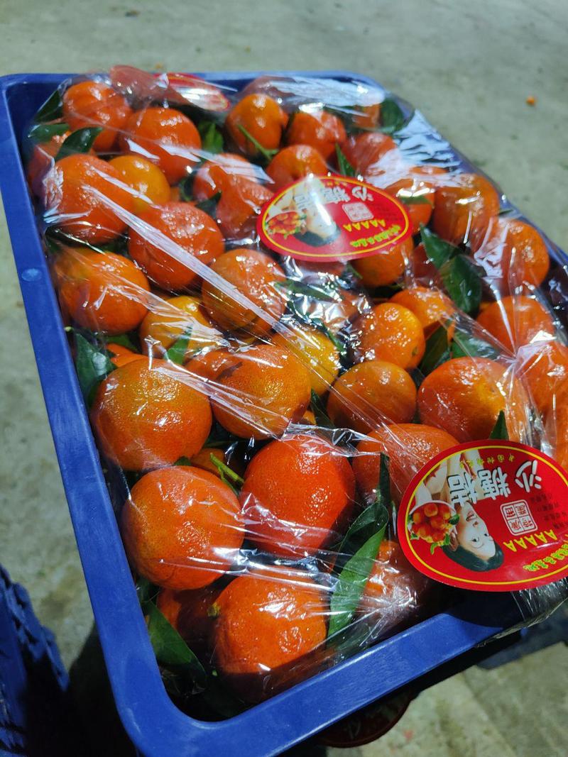 广西东方红世纪红，红橘大量上市中，货源充足稳定，全国发货