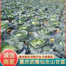 武隆高山丰园脆包菜包菜甘蓝-圆包菜欢迎采购