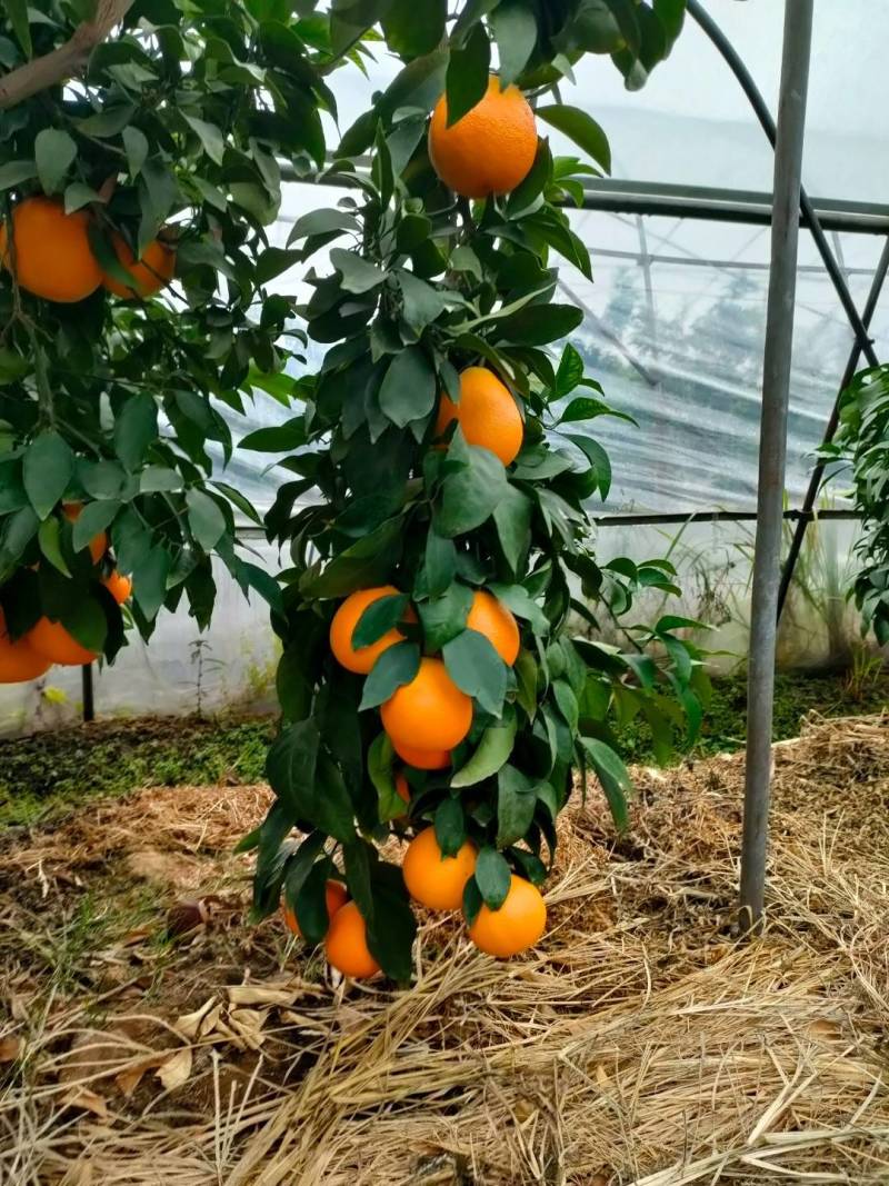 江西吉安大棚爱媛果冻橙红美人大量上市