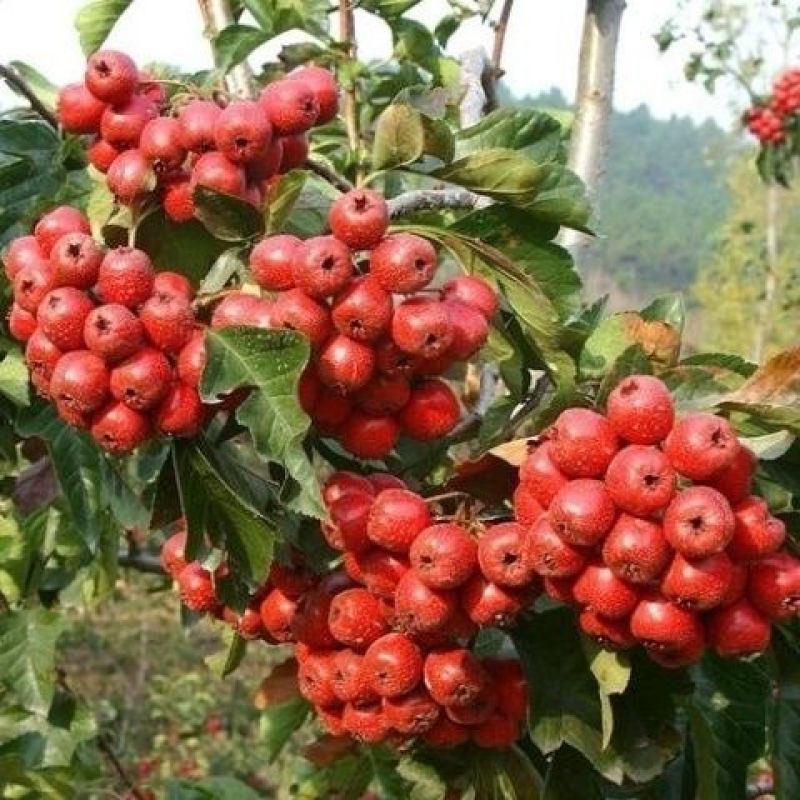 山楂种子山楂树种子