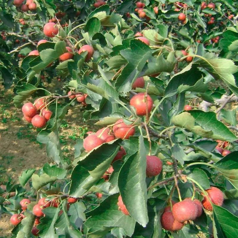 山楂种子山楂树种子
