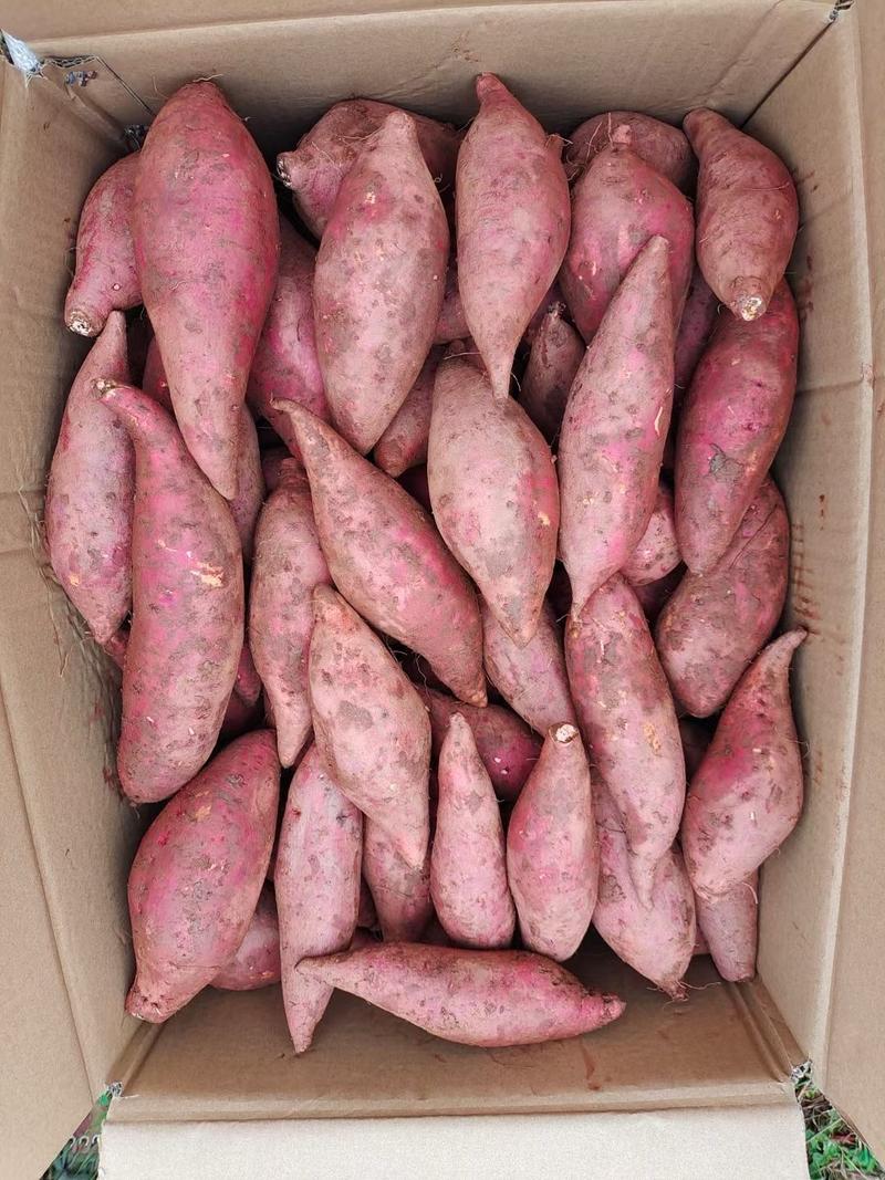 广东汕尾陆丰市西瓜红红薯软糯香甜，产地发货，可对接电商