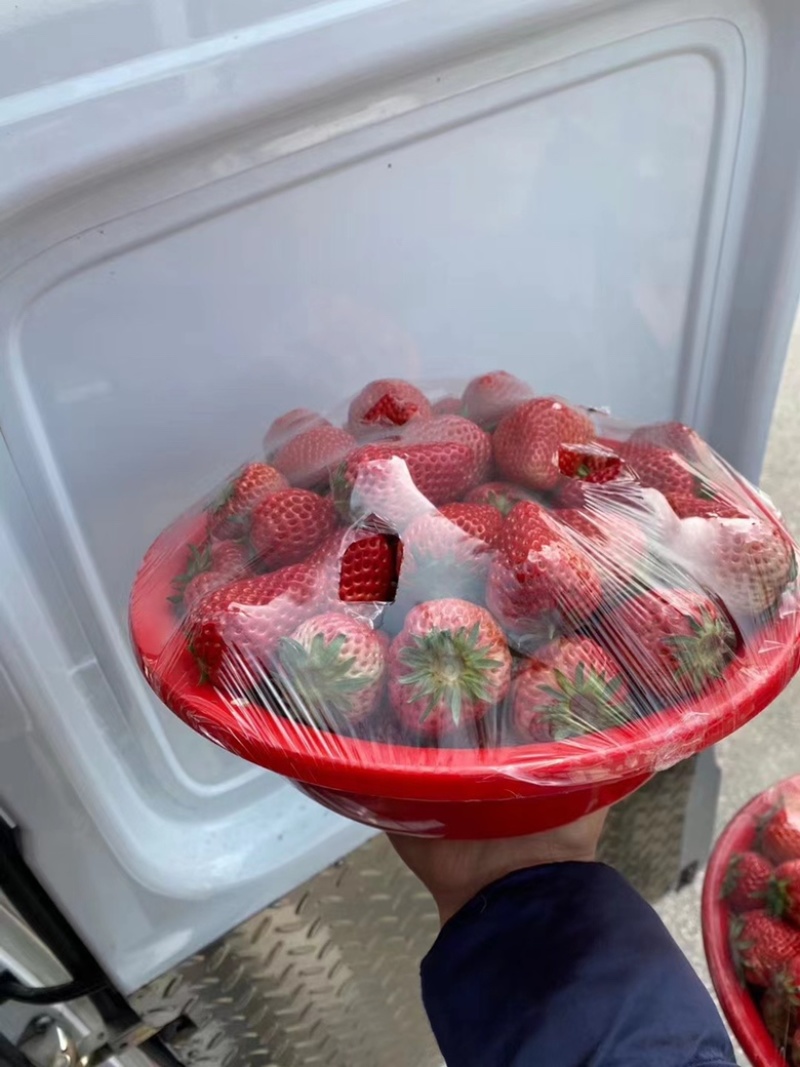 草莓大量出售代收