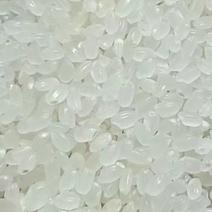 圆粒大米珍珠米粳米仅售新米国标黑龙江产区