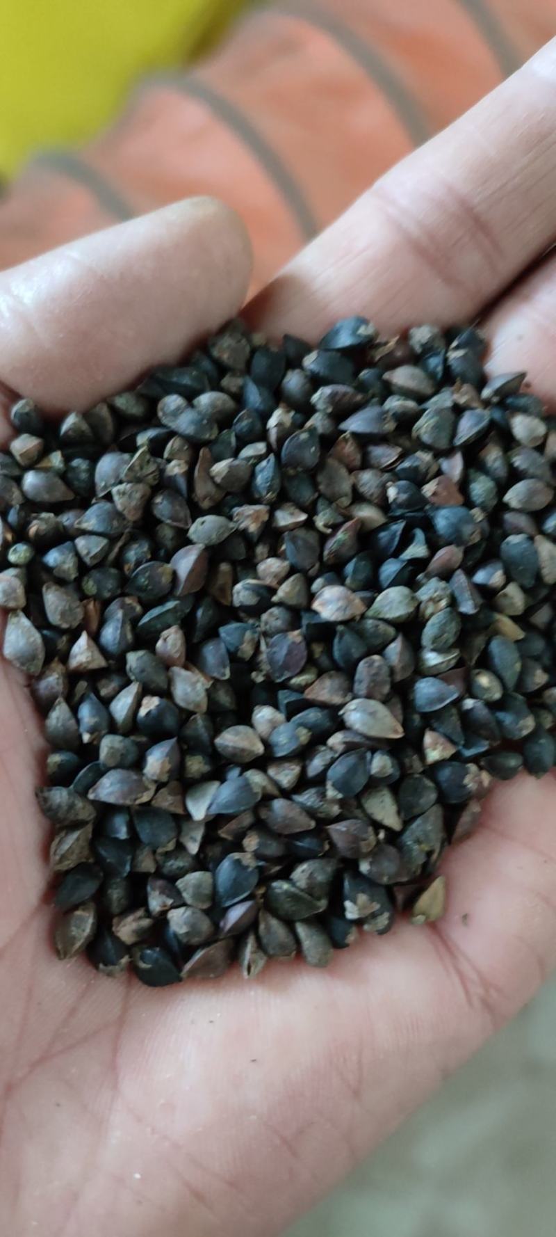 荞麦，西北纯红花小颗粒（精选净粮）批发，2024年新粮，