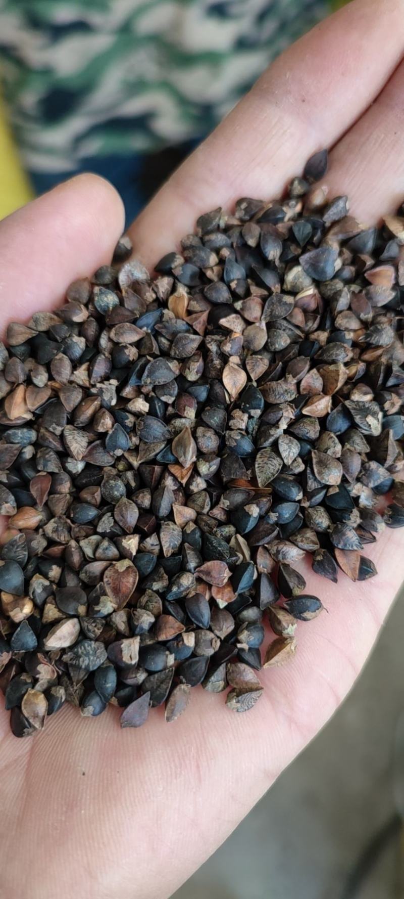 荞麦，西北纯红花小颗粒（精选净粮）批发，2024年新粮，
