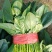 山东惠民万亩菠菜基地规格齐全保质保量全国代发