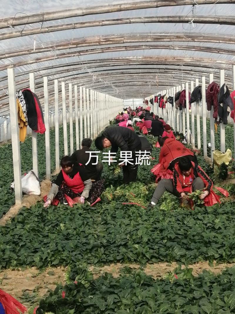 山东惠民万亩菠菜基地规格齐全保质保量全国代发