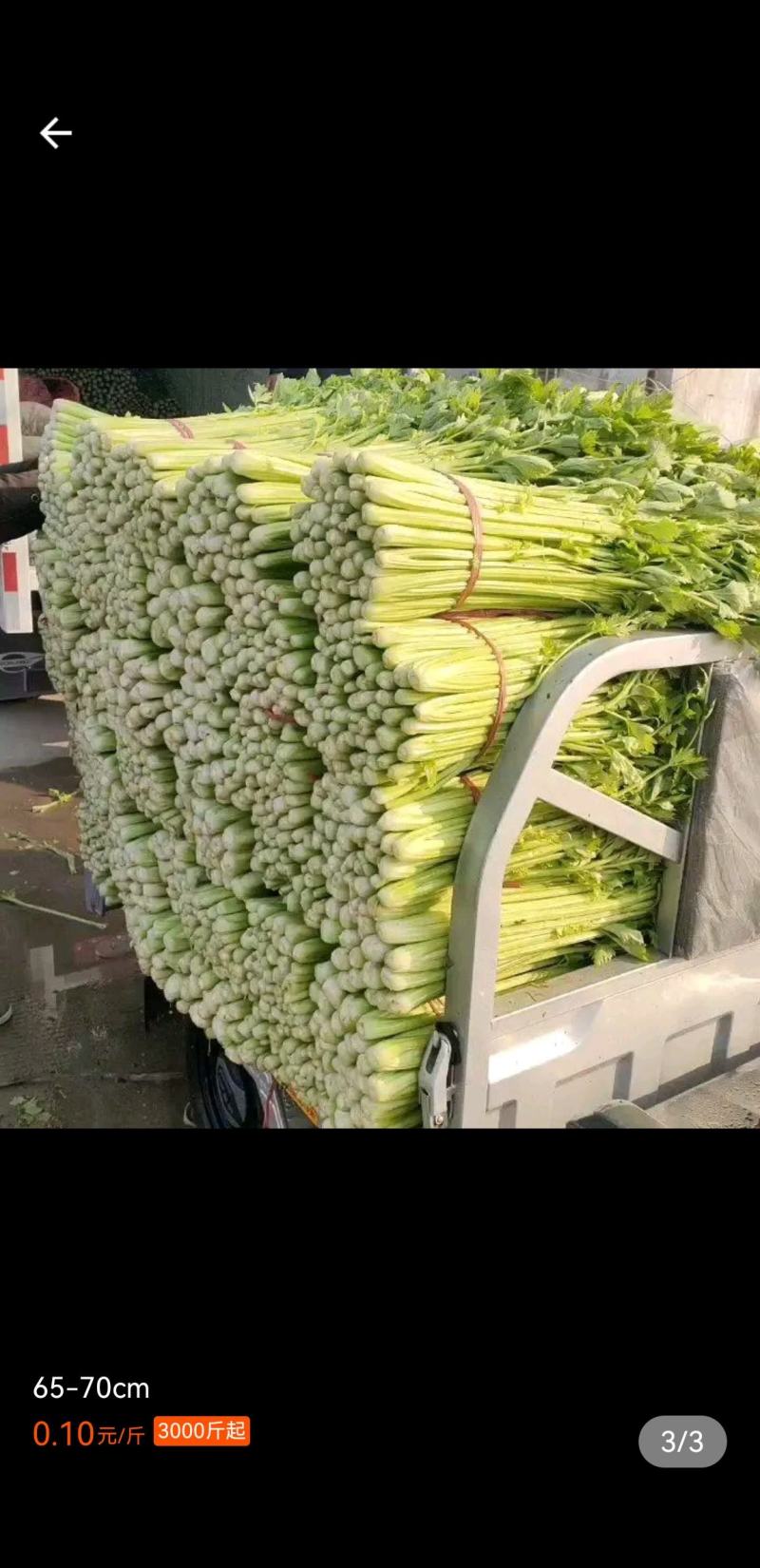 【产地首推】精品芹菜大量上市价格实惠质量保证欢迎老板