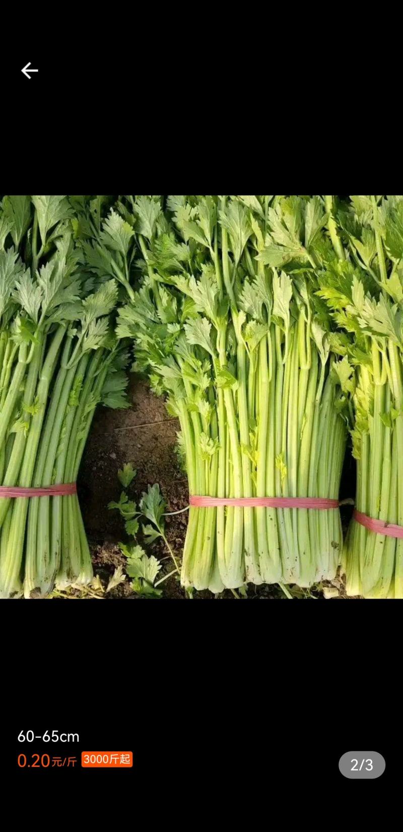 【产地首推】精品芹菜大量上市价格实惠质量保证欢迎老板