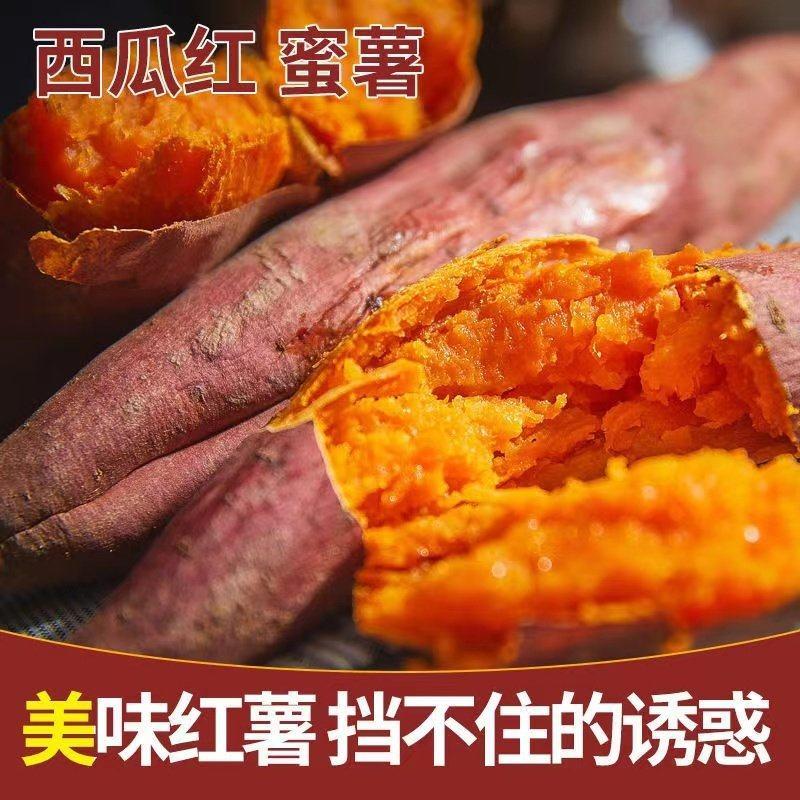 广东湛江市西瓜红红薯软糯香甜，产地发货，可对接电商，工厂