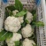 山东菜花有机花松花菜基地直供大量供货！