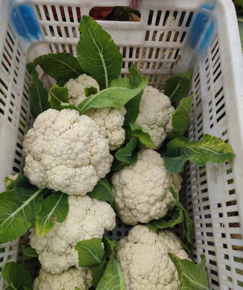 山东菜花有机花松花菜基地直供大量供货！