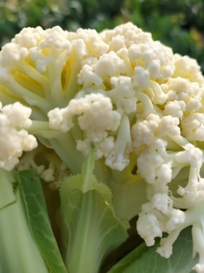 山东菜花有机花松花菜基地直供大量供货！