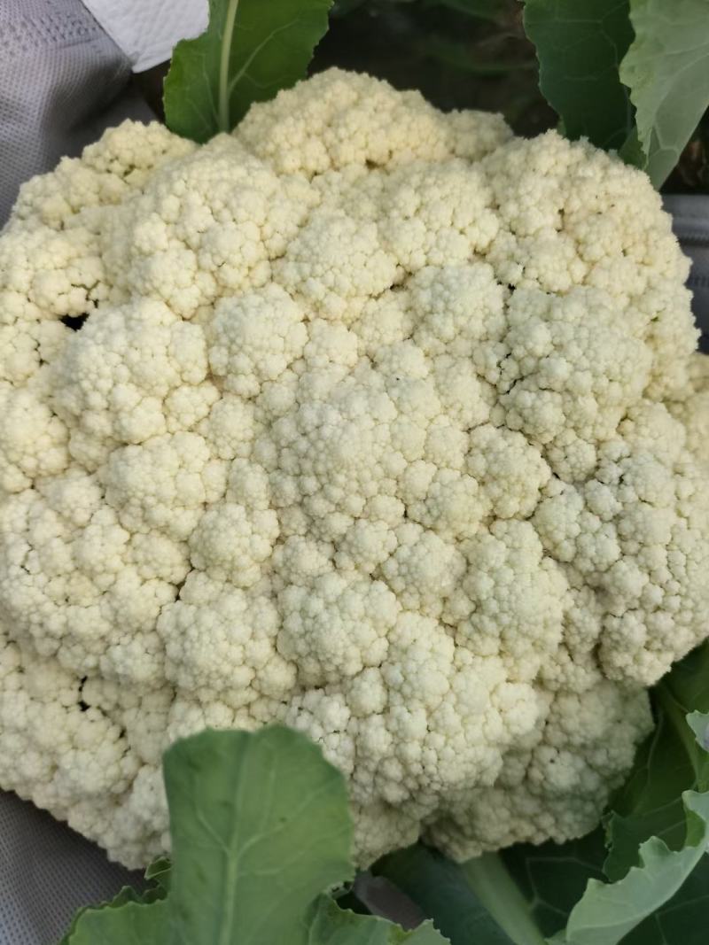 山东菜花有机花松花菜基地直供大量供货！