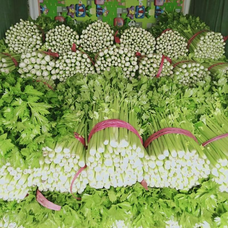 山东滨州芹菜基地法国皇后西芹大吨位供货产地直供