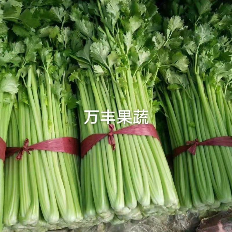 山东滨州芹菜基地法国皇后西芹大吨位供货产地直供