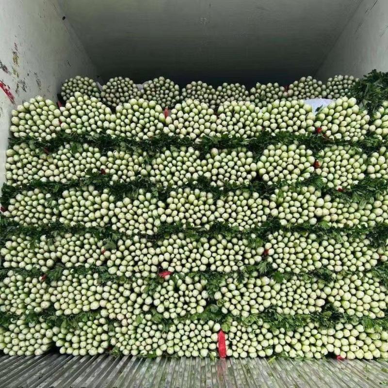 山东滨州芹菜基地法国皇后西芹大吨位供货产地直供