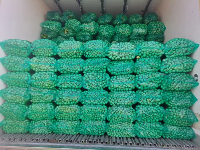 山东滨州芹菜基地法国皇后西芹大吨位供货产地直供