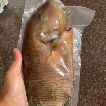 南海鱼种，青衣，彩眉，刺泡鱼各种海南