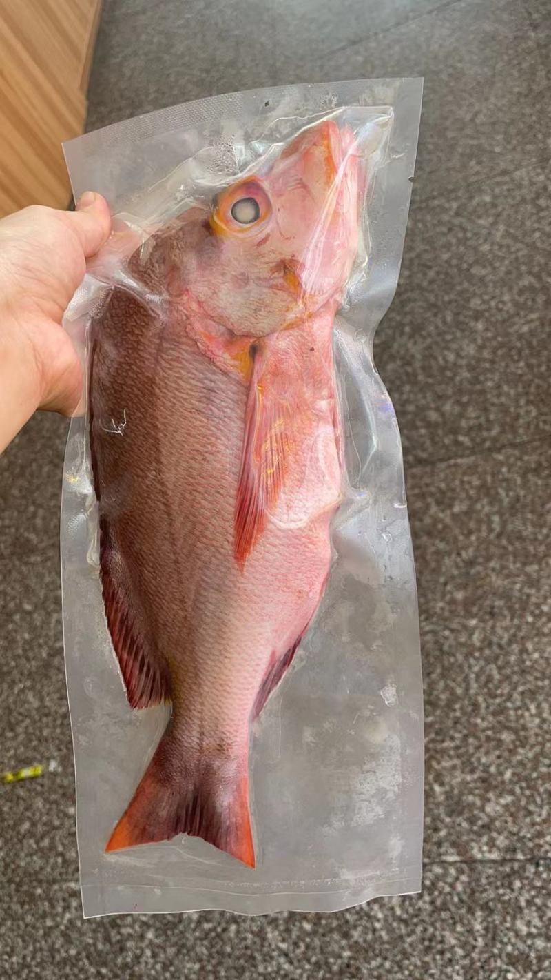 南海鱼种，青衣，彩眉，刺泡鱼各种海南
