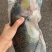 南海鱼种，青衣，彩眉，刺泡鱼各种海南