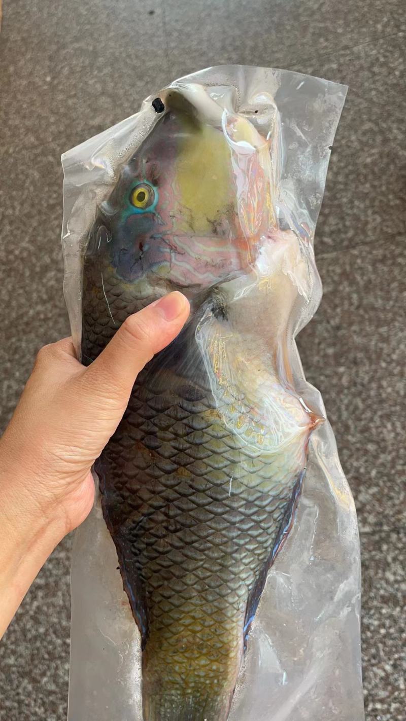 南海鱼种，青衣，彩眉，刺泡鱼各种海南