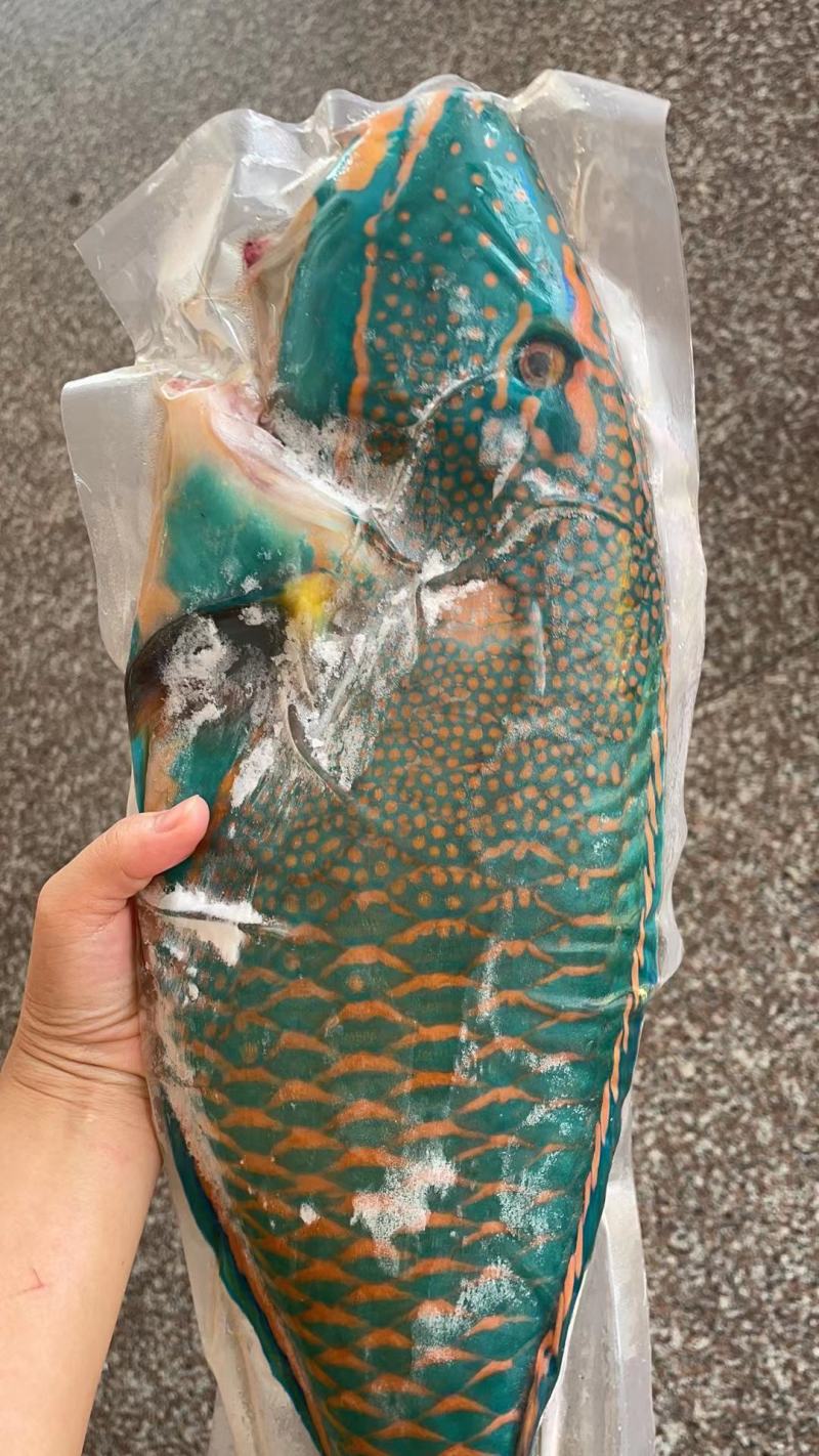 南海鱼种，青衣，彩眉，刺泡鱼各种海南
