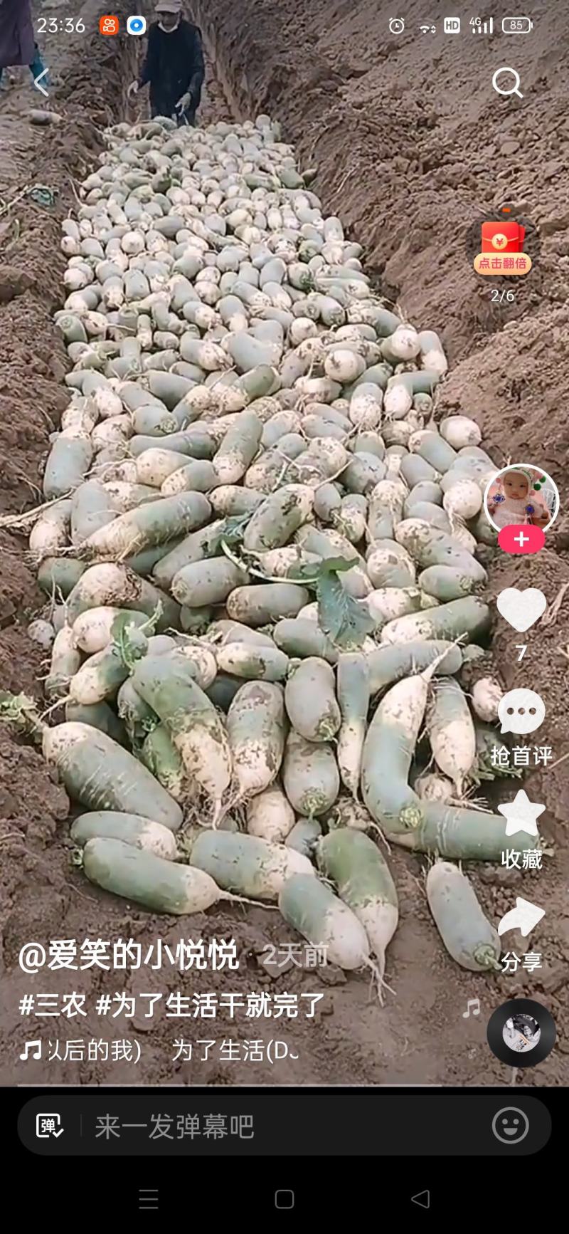 湖北省枣阳市熊集镇前营河地萝卜