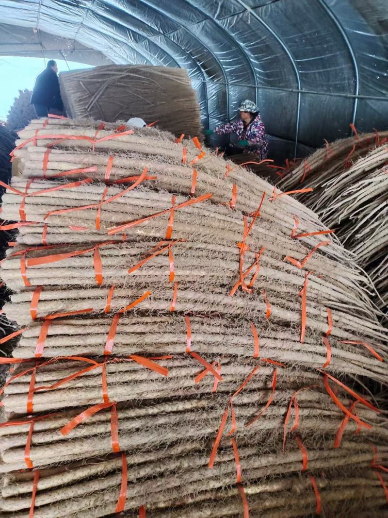 正宗铁棍山药原产地直发欢迎全国各地货商收购