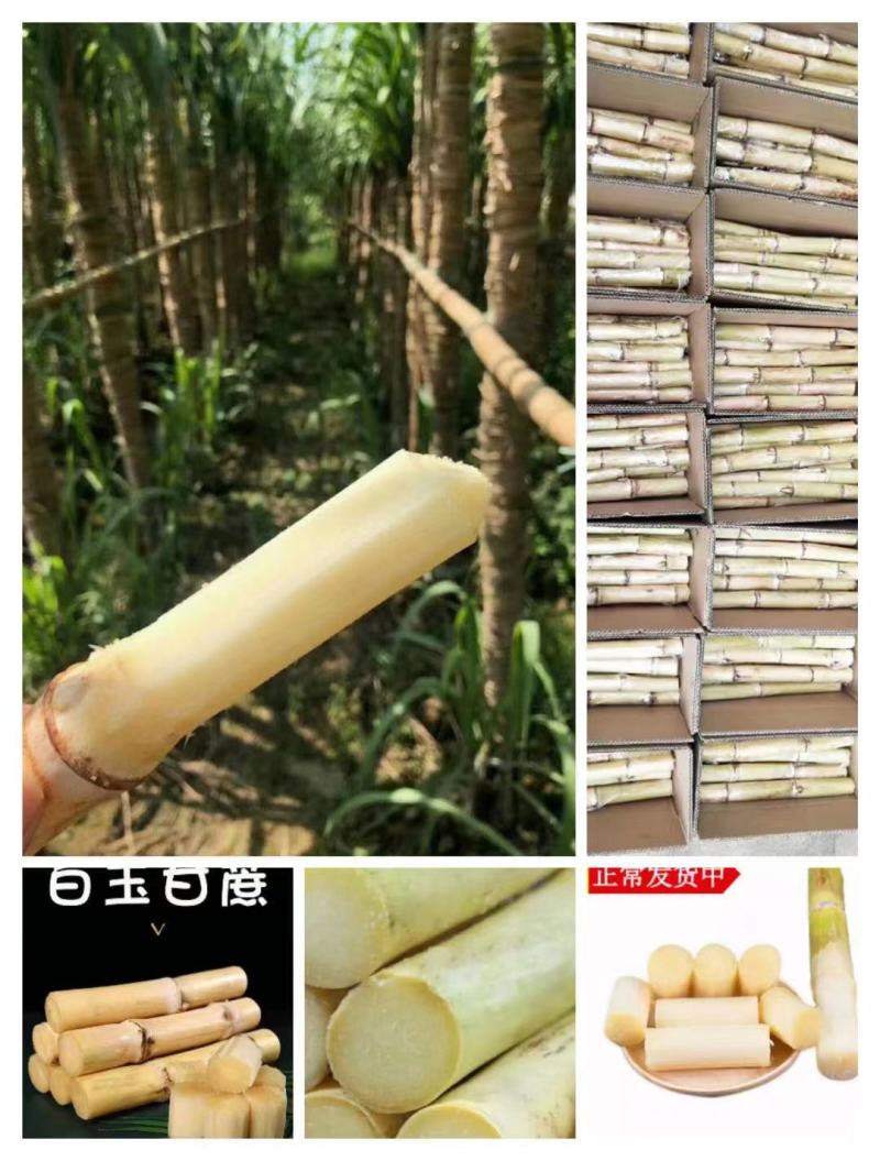 白皮甘蔗木格白玉甘蔗玻璃脆甘蔗水果甘蔗手撕甘蔗