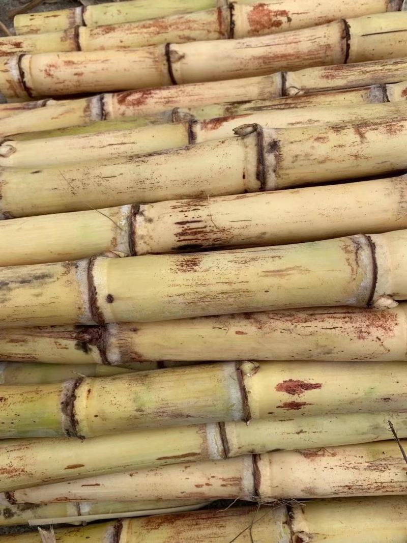 白玉甘蔗木格白玉蔗玻璃脆甘蔗水果甘蔗现砍现发邮寄