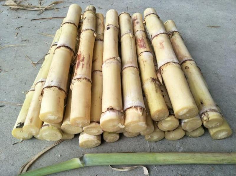 白玉甘蔗木格白玉蔗玻璃脆甘蔗水果甘蔗现砍现发邮寄