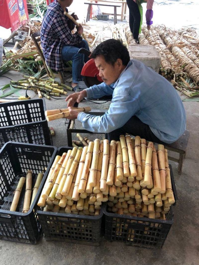 白玉甘蔗木格白玉蔗玻璃脆甘蔗水果甘蔗现砍现发邮寄