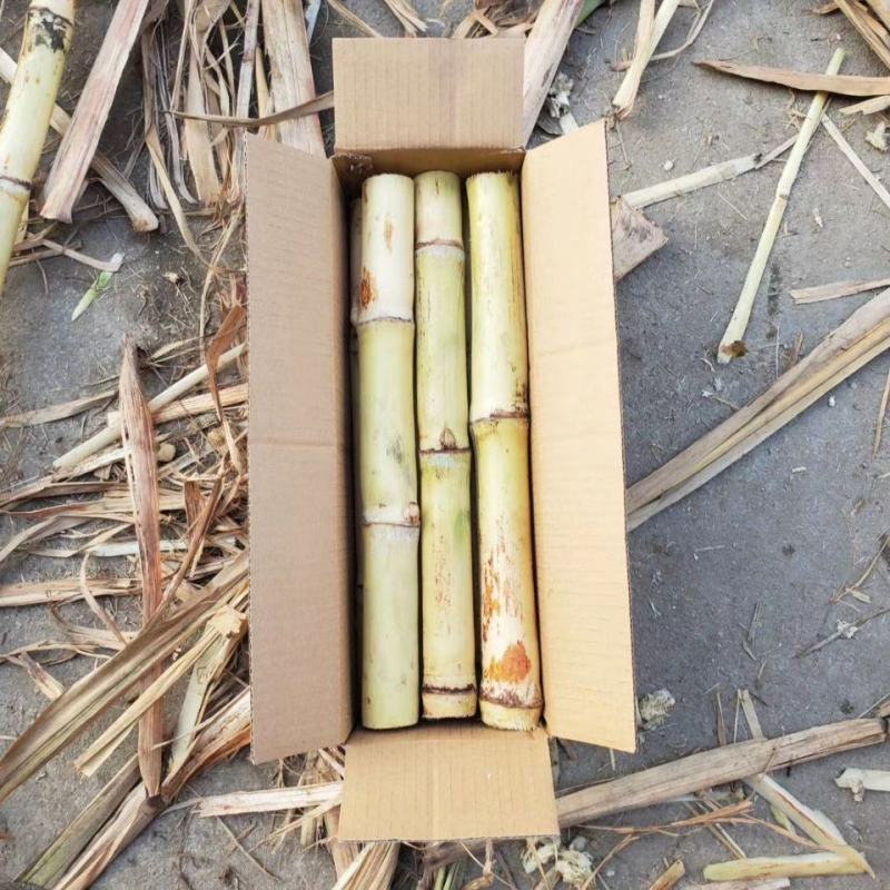 白玉甘蔗木格白玉蔗玻璃脆甘蔗水果甘蔗现砍现发邮寄