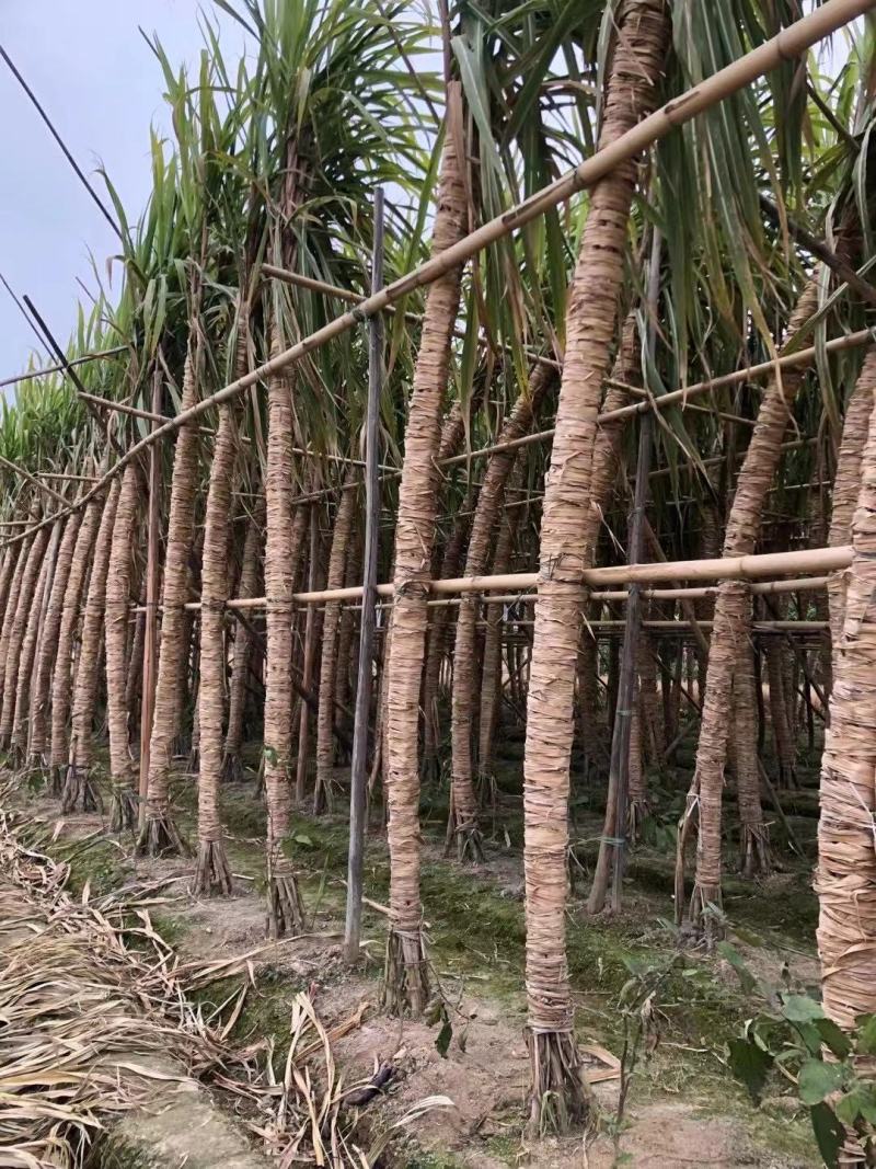 白玉甘蔗木格白玉蔗玻璃脆甘蔗水果甘蔗现砍现发邮寄