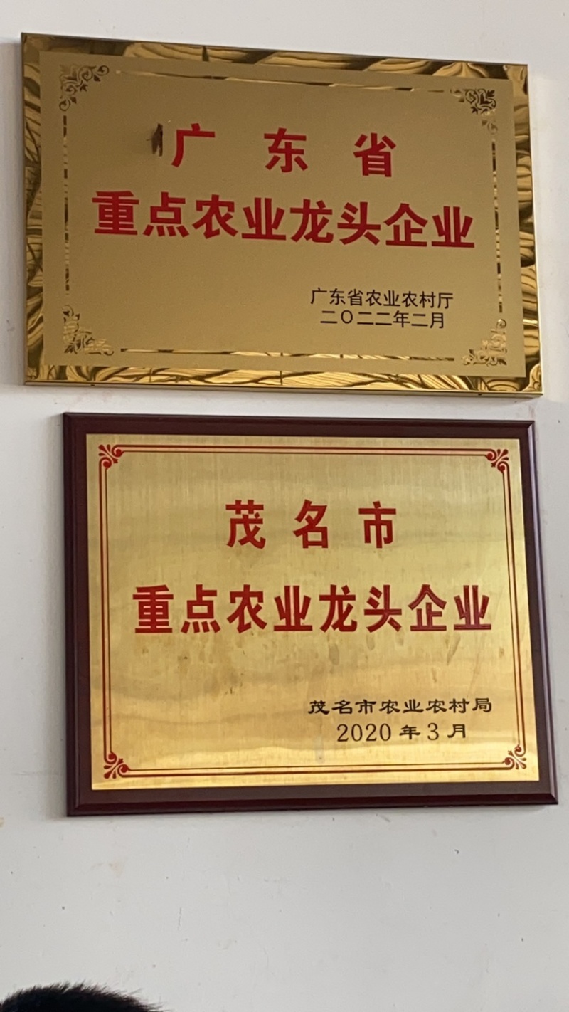 广东-电白千禧圣女果一手货源、产地直供，按需求包装