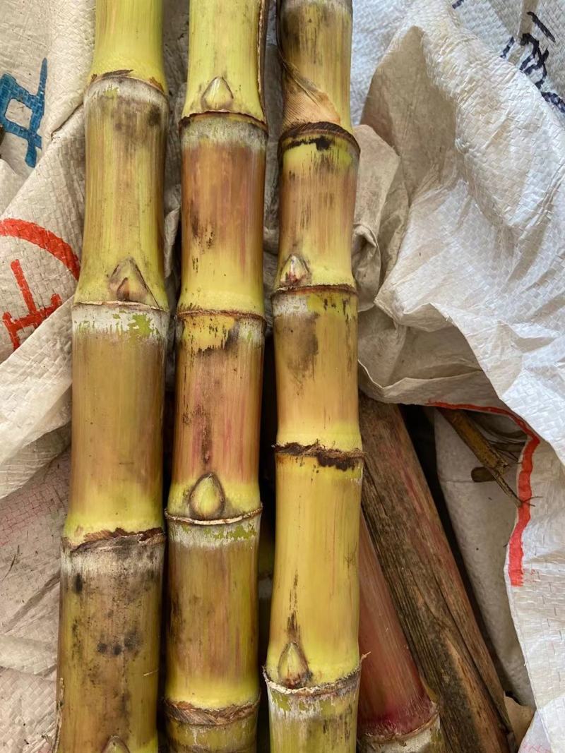 甘蔗尾巴尖尖白玉甘蔗尾巴尖尖玻璃脆甘蔗尖尖水果甘蔗尾巴