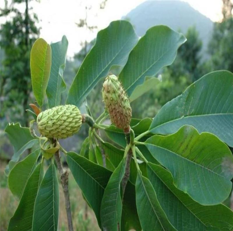 新采药材种子新采厚朴种子精选优质厚朴树种子