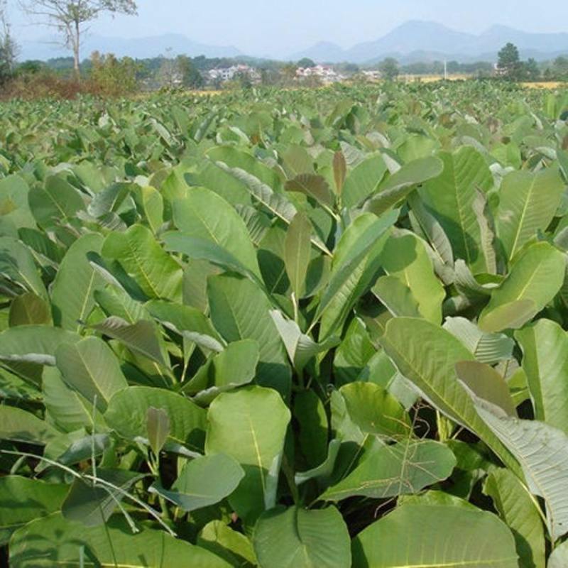 新采药材种子新采厚朴种子精选优质厚朴树种子