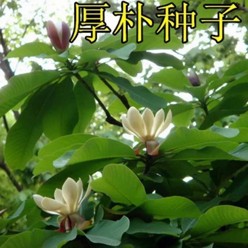 新采药材种子新采厚朴种子精选优质厚朴树种子