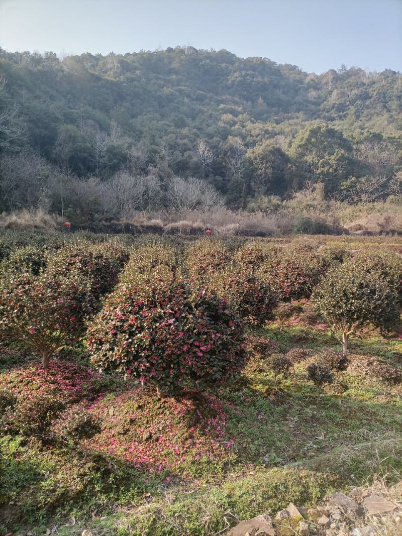 茶梅球
