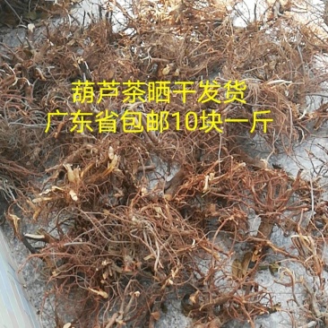 葫芦茶根